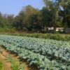 Left-Wing Mob Forces Texas Farm to Cancel Conservative Event